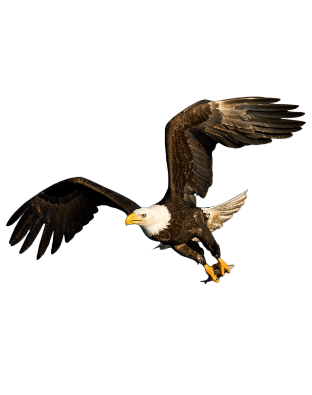 Eagle